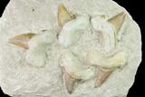 Fossil Mackeral Shark (Otodus) Teeth - Composite Plate #137334-1
